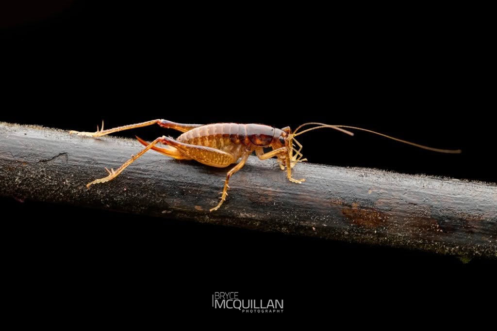 Anderus brucei, Anostostomatidae, photographed in New Zealand by Bryce McQuillan