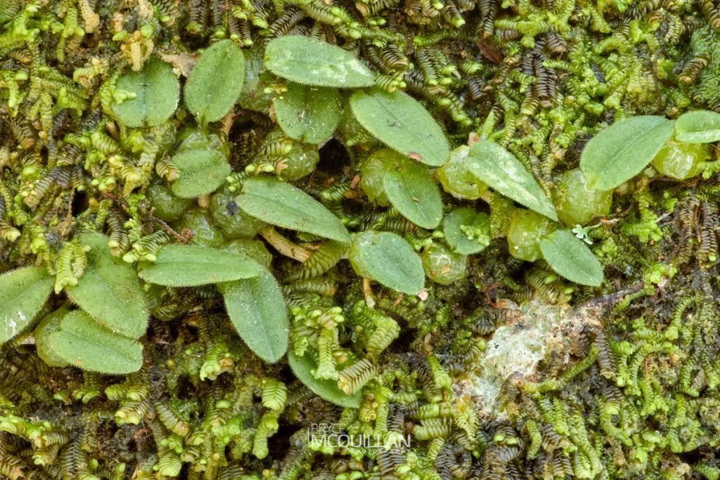 Pygmy Tree Orchid (Bulbophyllum pygmaeum), Orchidaceae, photographed in New Zealand by Bryce McQuillan
