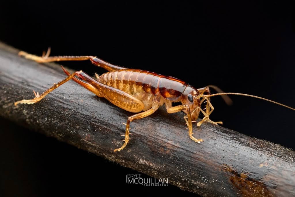 Anderus brucei, Anostostomatidae, photographed in New Zealand by Bryce McQuillan