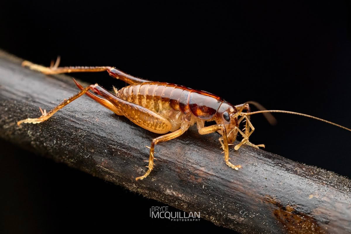 Anderus brucei, Anostostomatidae, photographed in New Zealand by Bryce McQuillan