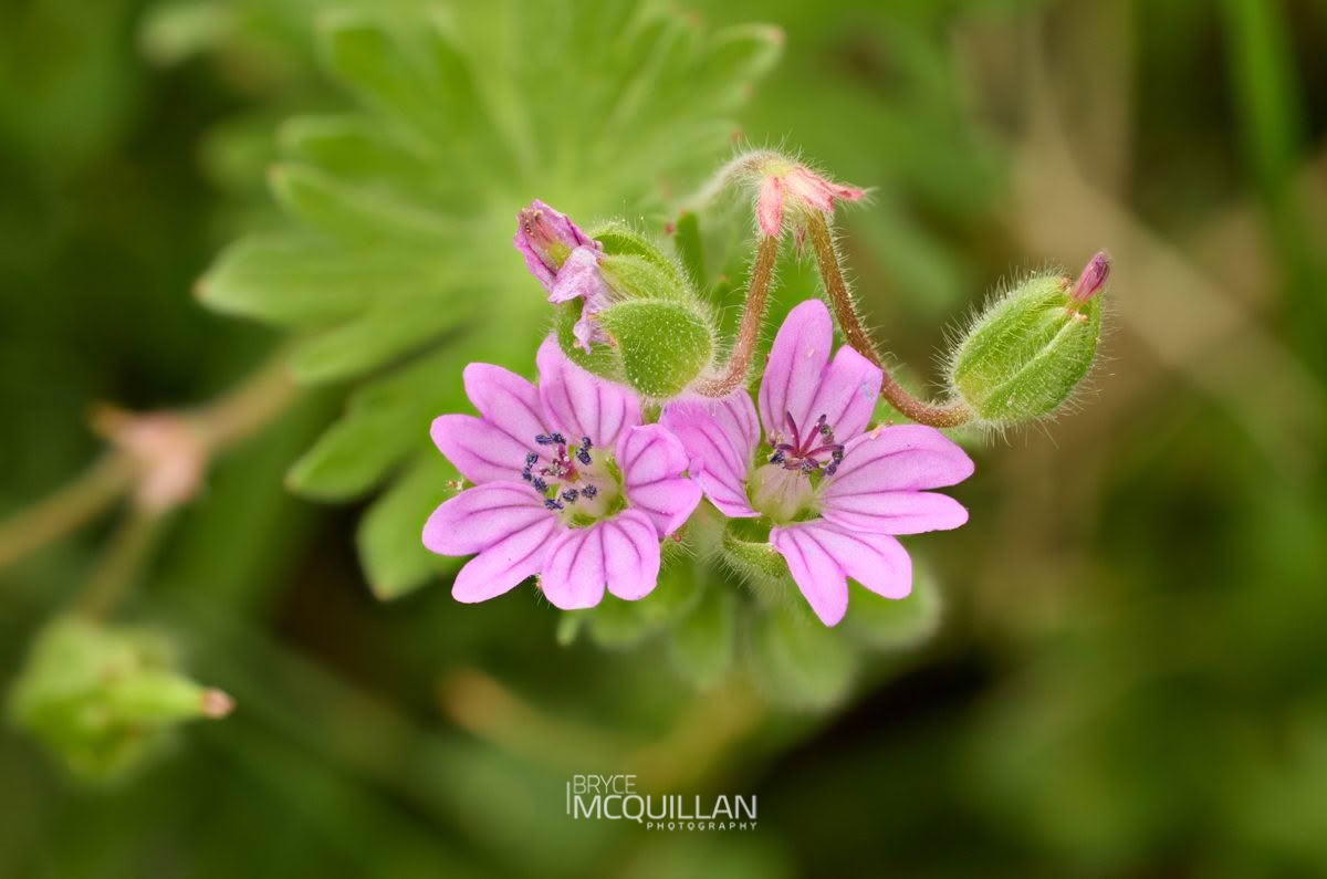 Dove’s-foot crane’s-bill (Geranium molle), Geraniaceae, photographed in New Zealand by Bryce McQuillan