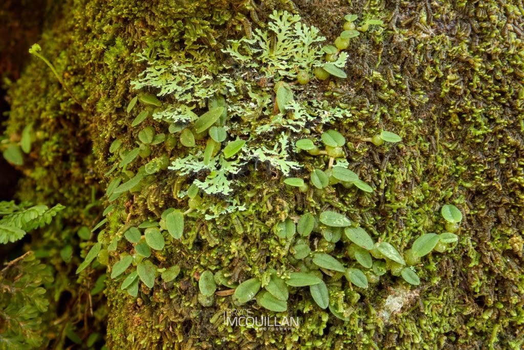 Pygmy Tree Orchid (Bulbophyllum pygmaeum), Orchidaceae, photographed in New Zealand by Bryce McQuillan