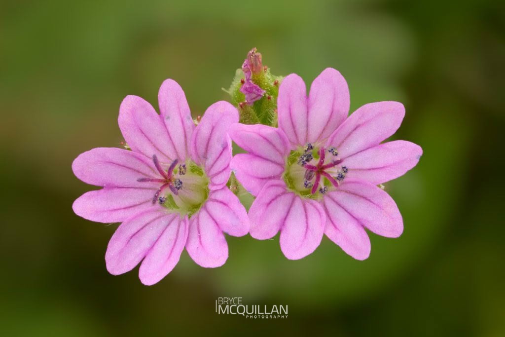 Dove’s-foot crane’s-bill (Geranium molle), Geraniaceae, photographed in New Zealand by Bryce McQuillan
