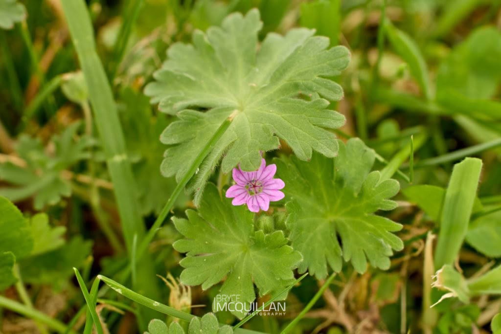 Dove’s-foot crane’s-bill (Geranium molle), Geraniaceae, photographed in New Zealand by Bryce McQuillan