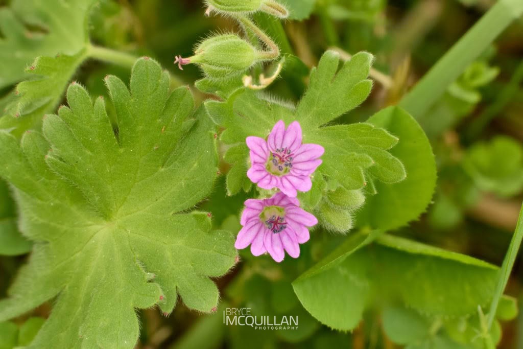 Dove’s-foot crane’s-bill (Geranium molle), Geraniaceae, photographed in New Zealand by Bryce McQuillan