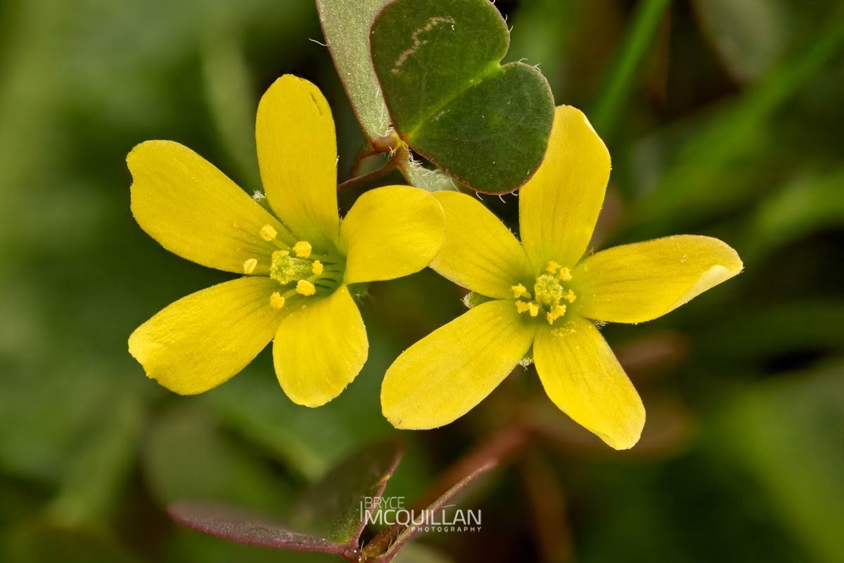 Creeping Woodsorrel (Oxalis corniculata), Oxalidaceae, photographed in New Zealand by Bryce McQuillan