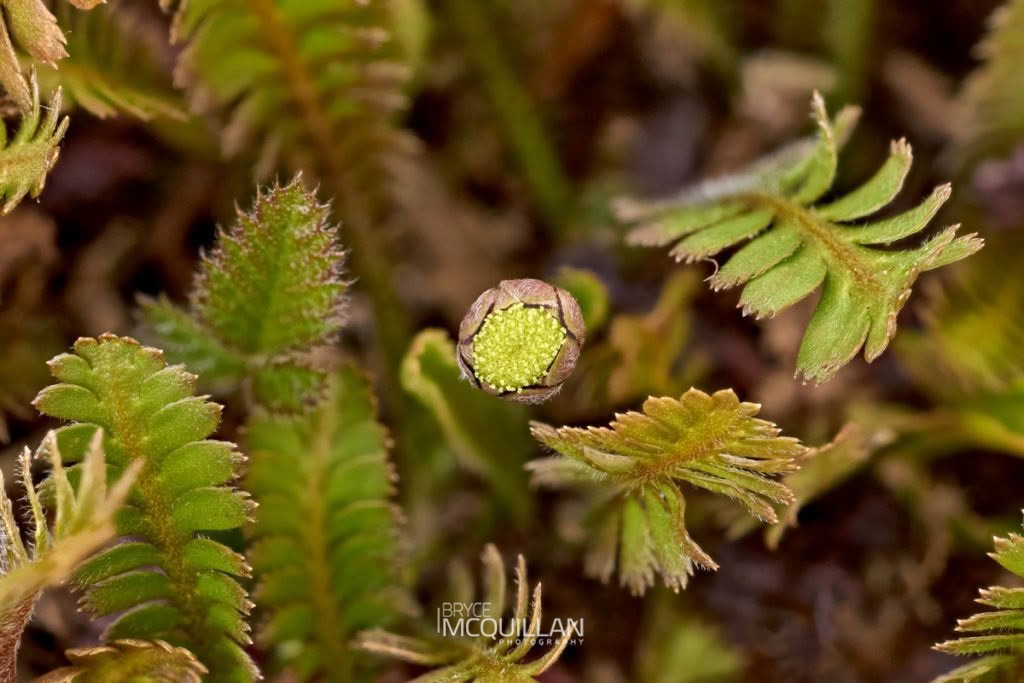 Leptinella (Leptinella squalida), Asteraceae, photographed in New Zealand by Bryce McQuillan