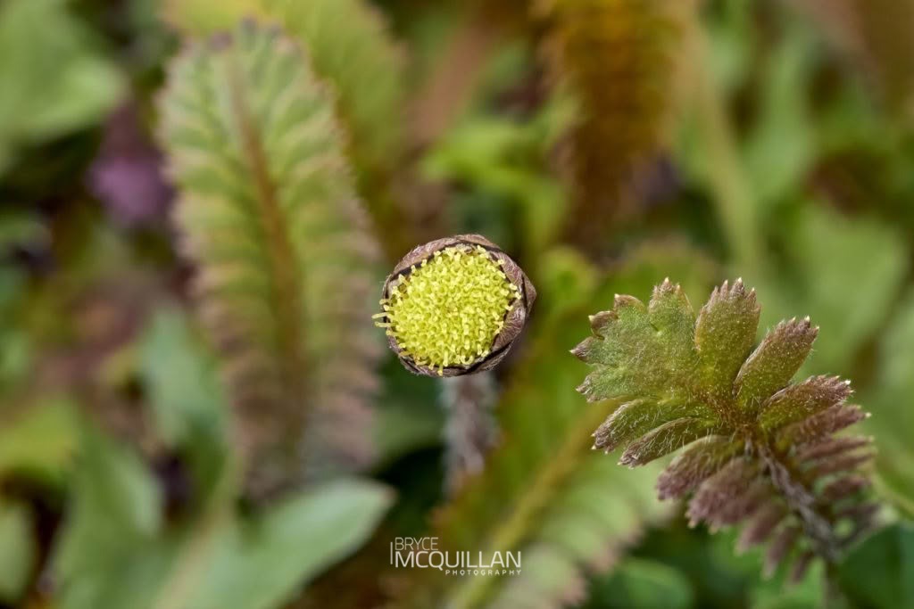 Leptinella (Leptinella squalida), Asteraceae, photographed in New Zealand by Bryce McQuillan