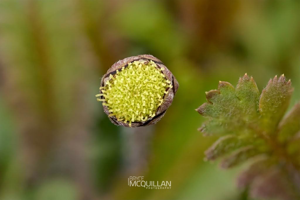 Leptinella (Leptinella squalida), Asteraceae, photographed in New Zealand by Bryce McQuillan