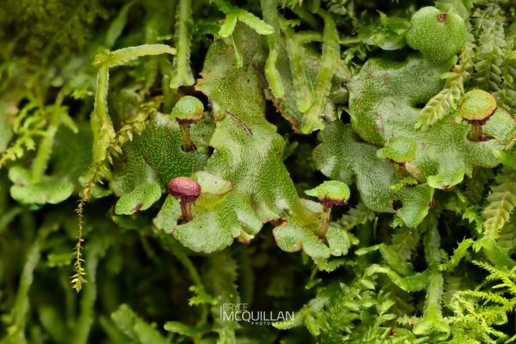 Marchantia foliacea, photographed in New Zealand by Bryce McQuillan