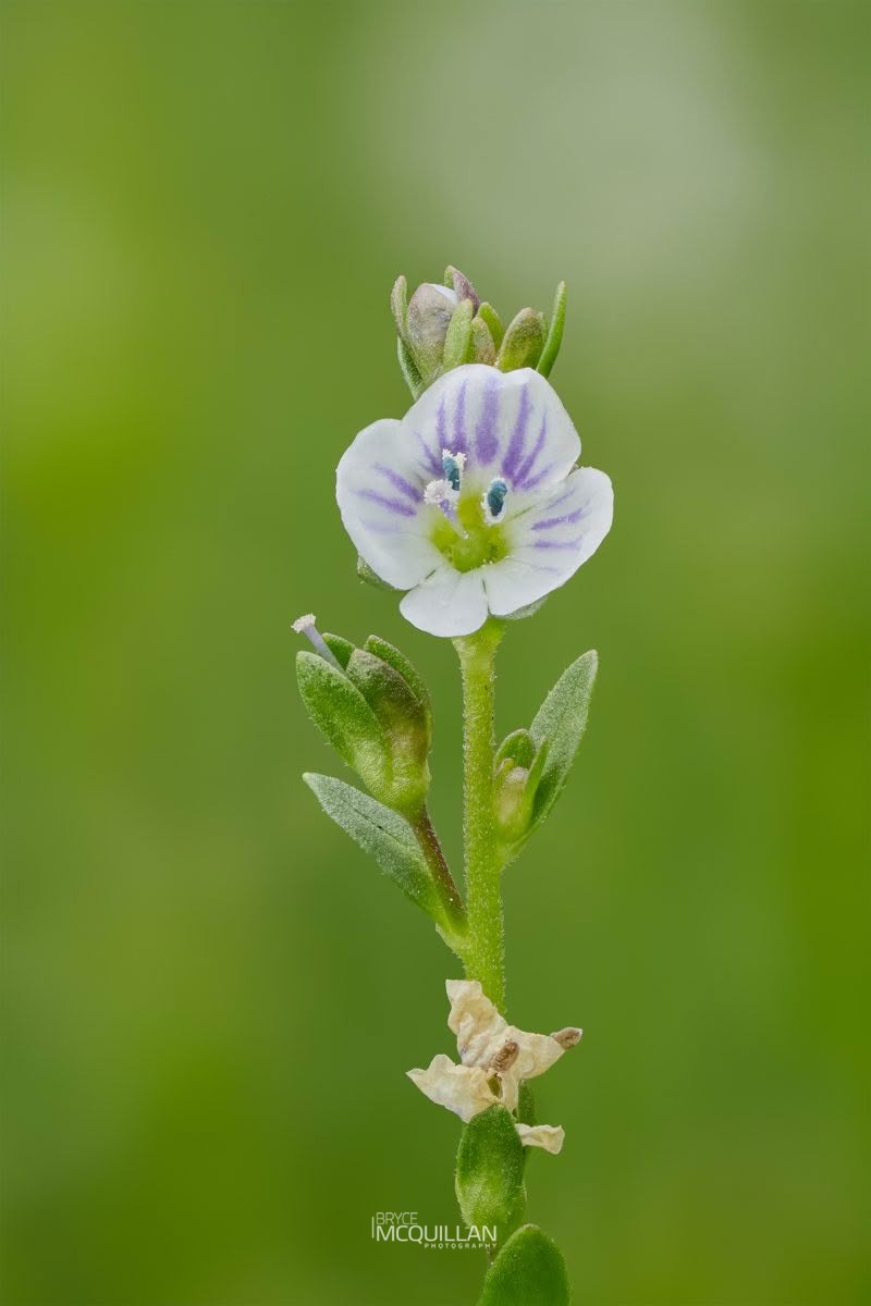 Turf speedwell (Veronica serpyllifolia), Plantaginaceae, photographed in New Zealand by Bryce McQuillan