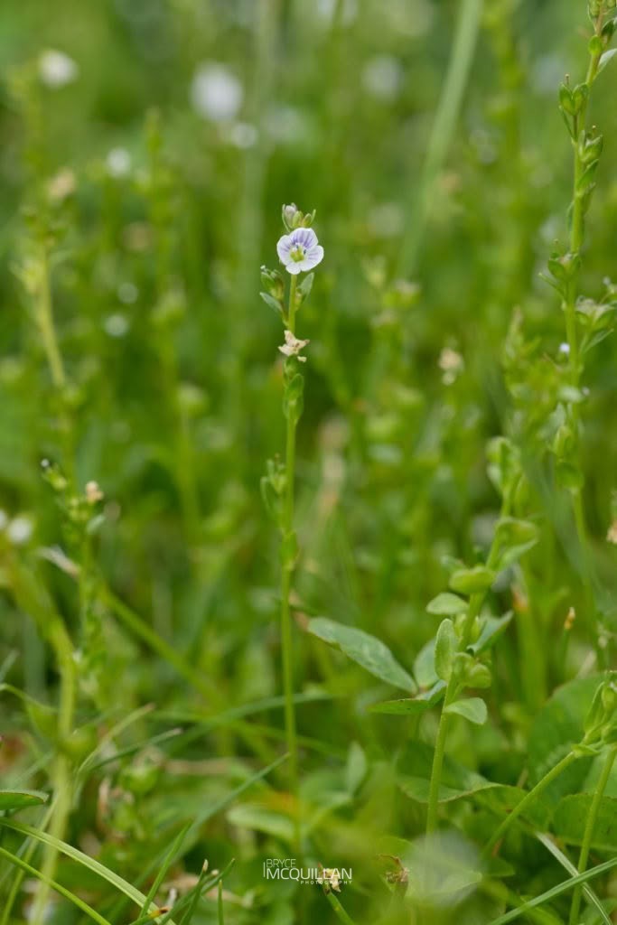 Turf speedwell (Veronica serpyllifolia), Plantaginaceae, photographed in New Zealand by Bryce McQuillan