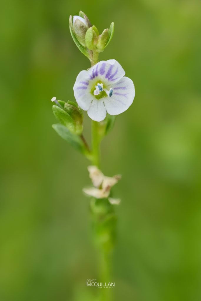 Turf speedwell (Veronica serpyllifolia), Plantaginaceae, photographed in New Zealand by Bryce McQuillan