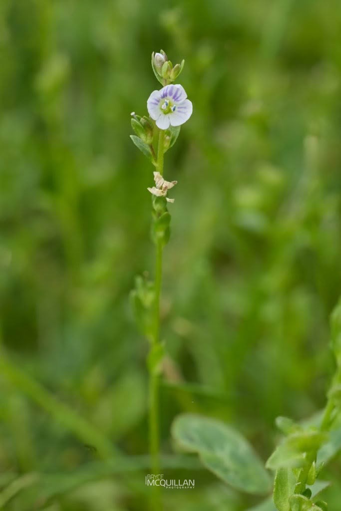 Turf speedwell (Veronica serpyllifolia), Plantaginaceae, photographed in New Zealand by Bryce McQuillan