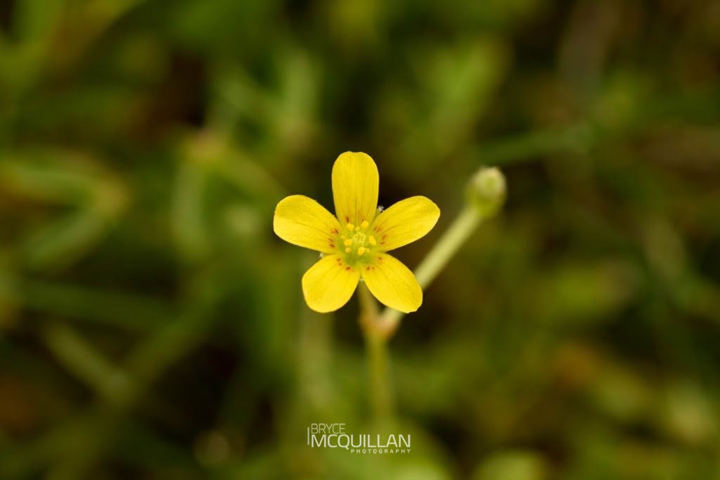 Creeping Woodsorrel (Oxalis corniculata), Oxalidaceae, photographed in New Zealand by Bryce McQuillan