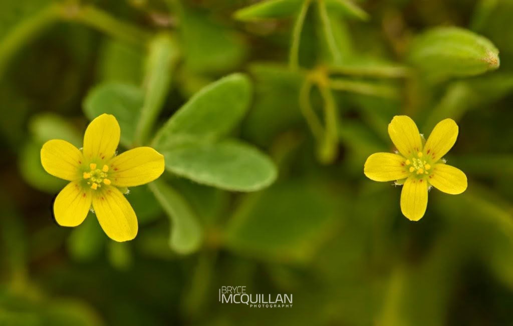 Creeping Woodsorrel (Oxalis corniculata), Oxalidaceae, photographed in New Zealand by Bryce McQuillan