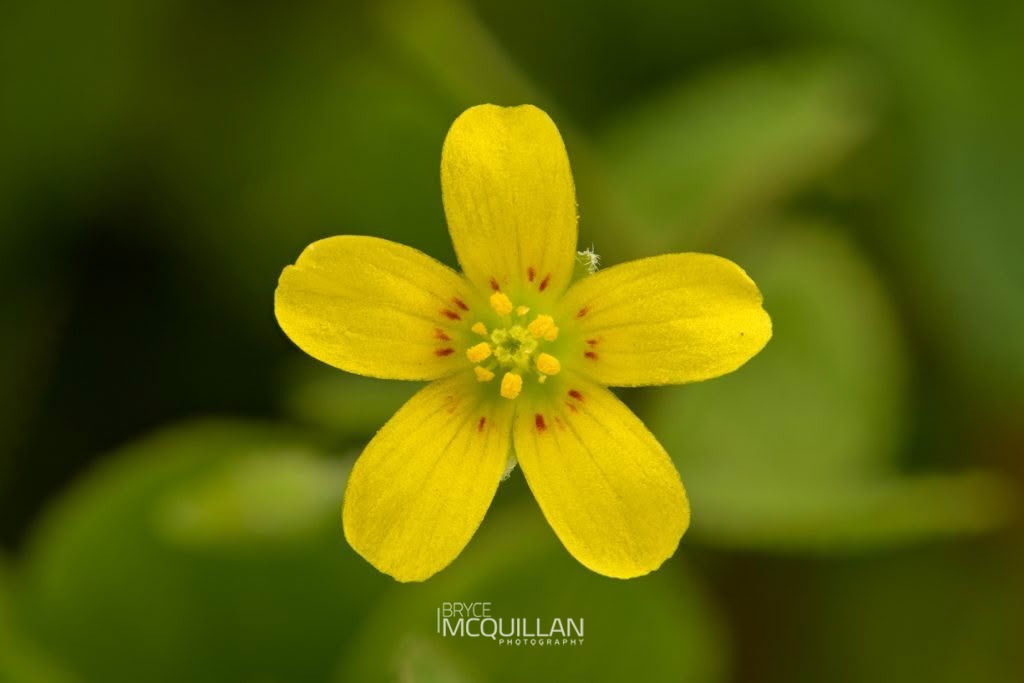Creeping Woodsorrel (Oxalis corniculata), Oxalidaceae, photographed in New Zealand by Bryce McQuillan