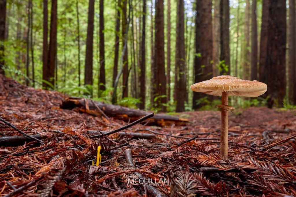 Graceful Parasol (Macrolepiota clelandii), Agaricaceae, photographed in New Zealand by Bryce McQuillan