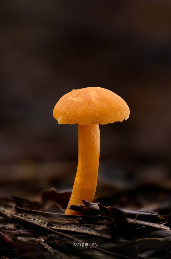 Waxcaps (Hygrocybe sp), Hygrophoraceae, photographed in New Zealand by Bryce McQuillan
