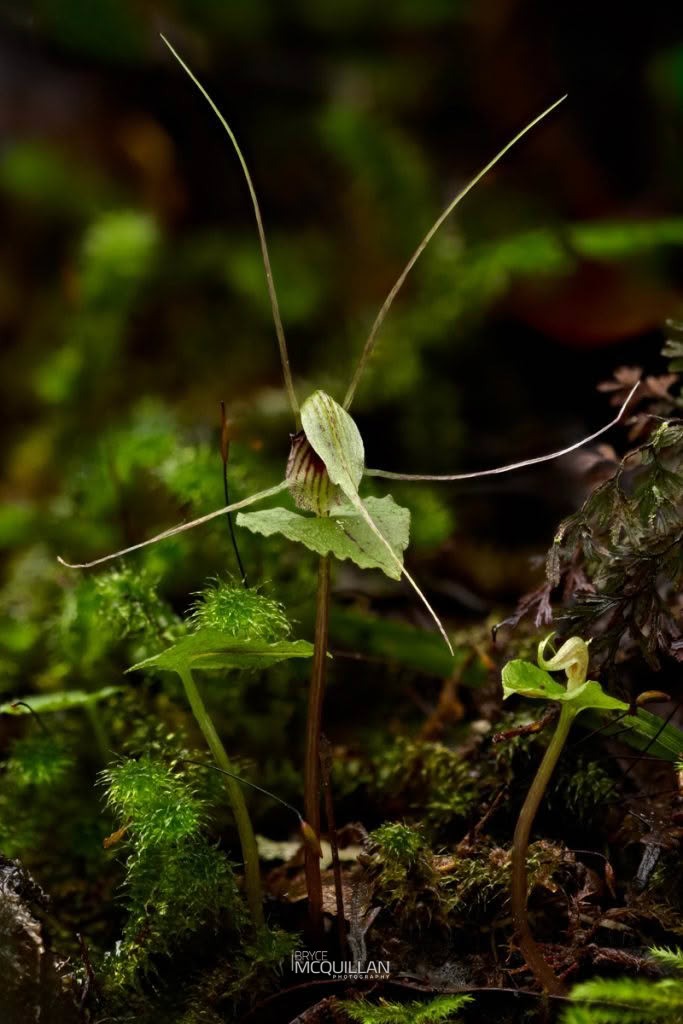 Dancing Spider Orchid (Corybas acuminatus), Orchidaceae, photographed in New Zealand by Bryce McQuillan