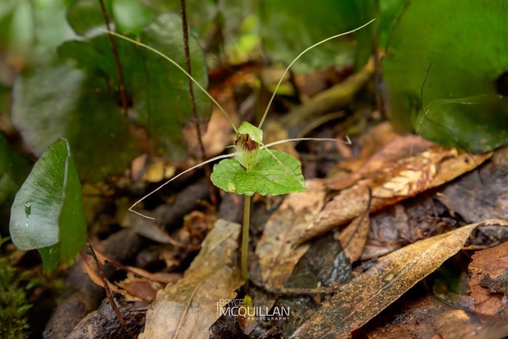 Dancing Spider Orchid (Corybas acuminatus), Orchidaceae, photographed in New Zealand by Bryce McQuillan