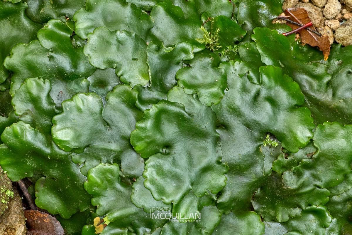 Marchantia foliacea, photographed in New Zealand by Bryce McQuillan
