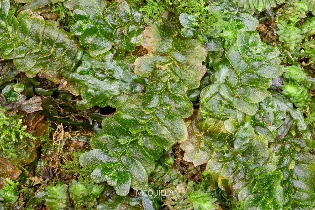 Treubia lacunosa, photographed in New Zealand by Bryce McQuillan