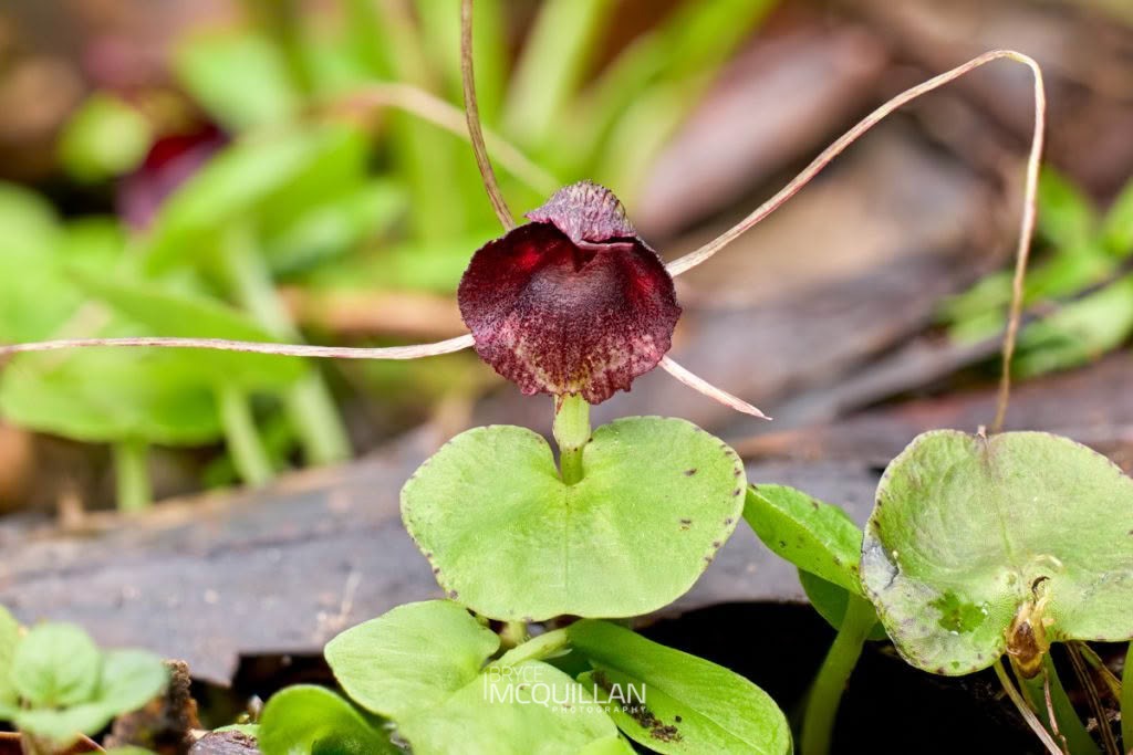 iridescent corybas (Corybas iridescens), Orchidaceae, photographed in New Zealand by Bryce McQuillan