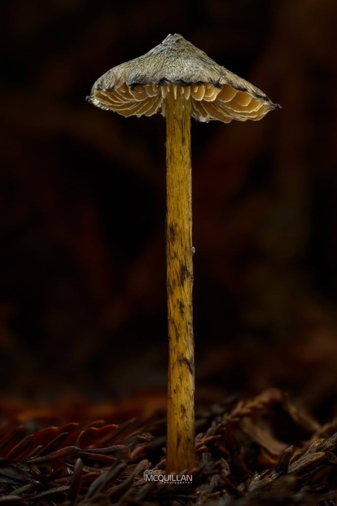 Hygrocybe astatogala, photographed in New Zealand by Bryce McQuillan