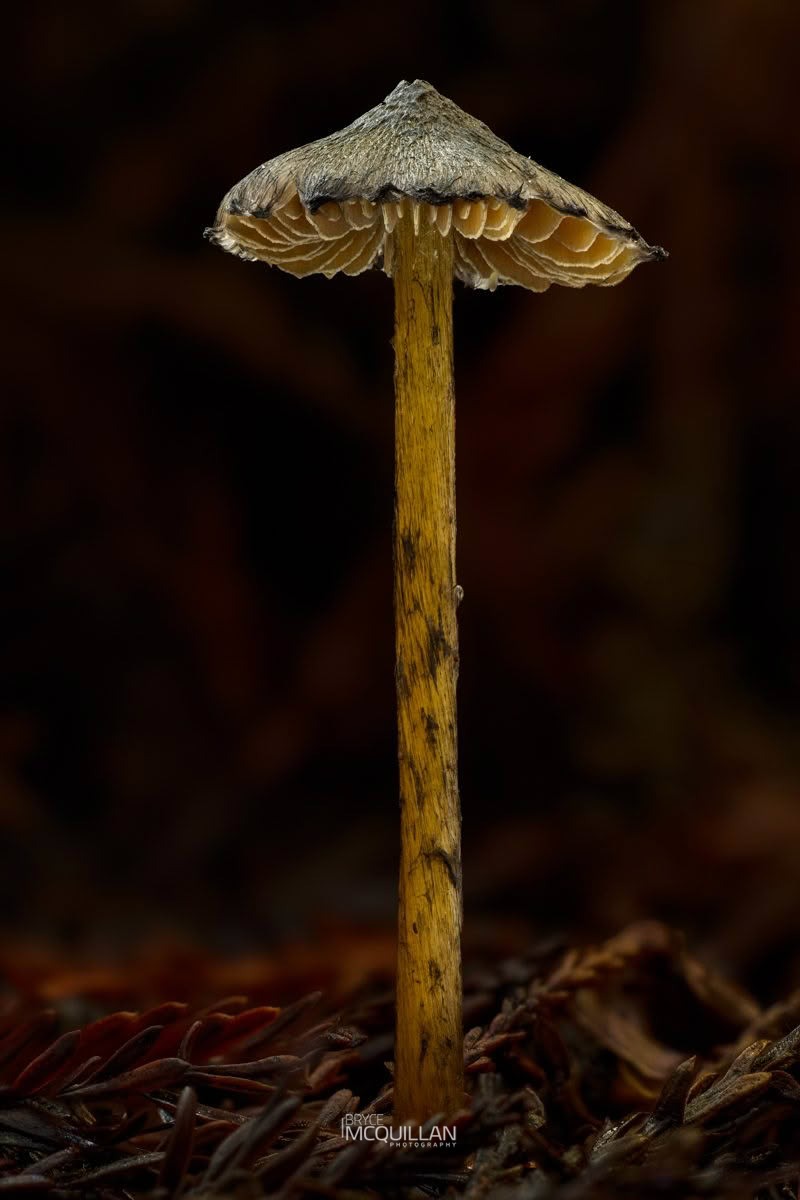 Hygrocybe astatogala, photographed in New Zealand by Bryce McQuillan