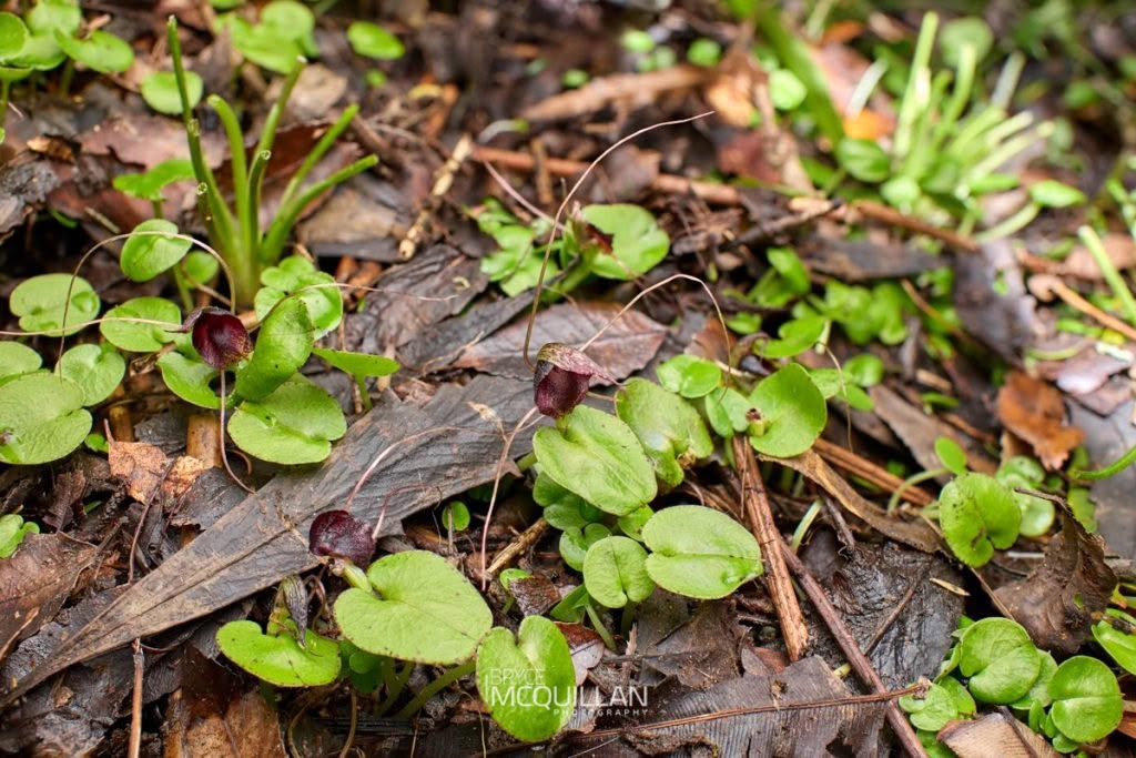 iridescent corybas (Corybas iridescens), Orchidaceae, photographed in New Zealand by Bryce McQuillan