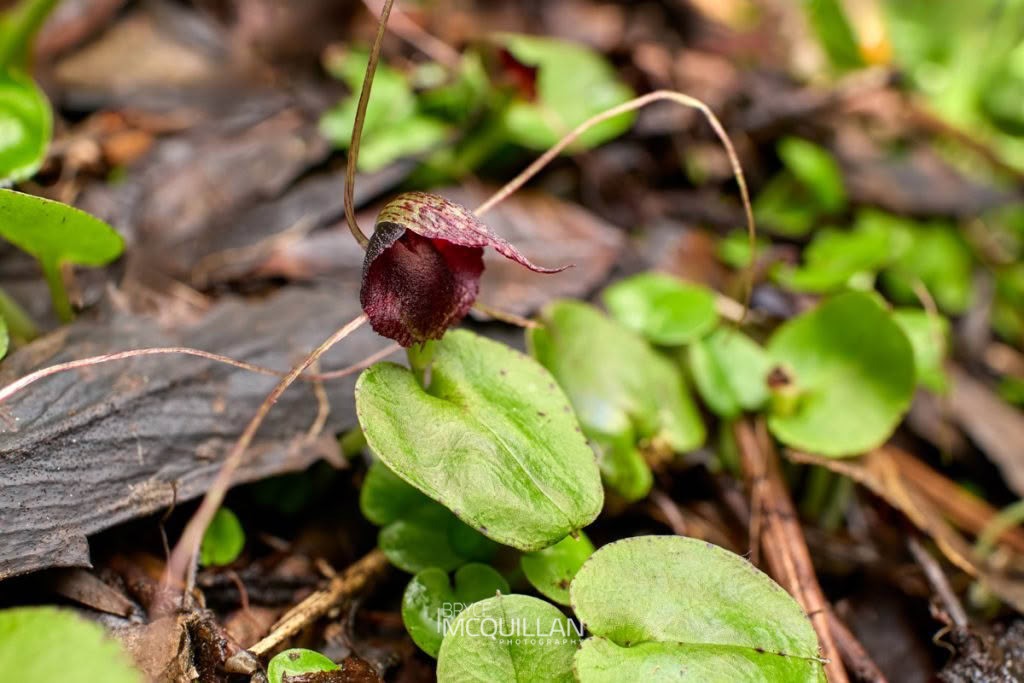 iridescent corybas (Corybas iridescens), Orchidaceae, photographed in New Zealand by Bryce McQuillan