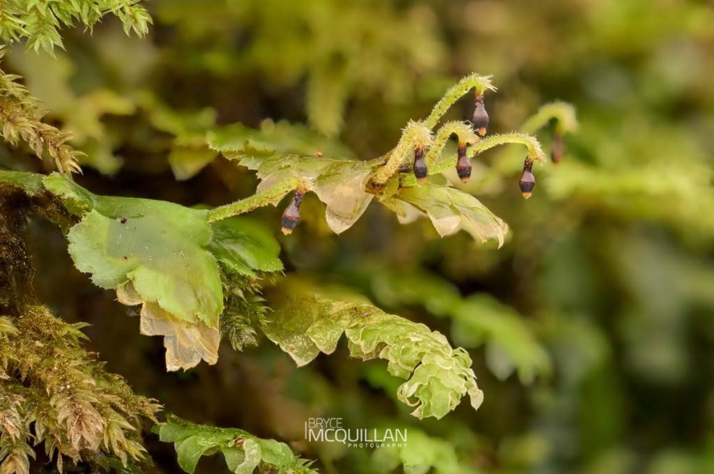 Calyptrochaeta cristata, photographed in New Zealand by Bryce McQuillan