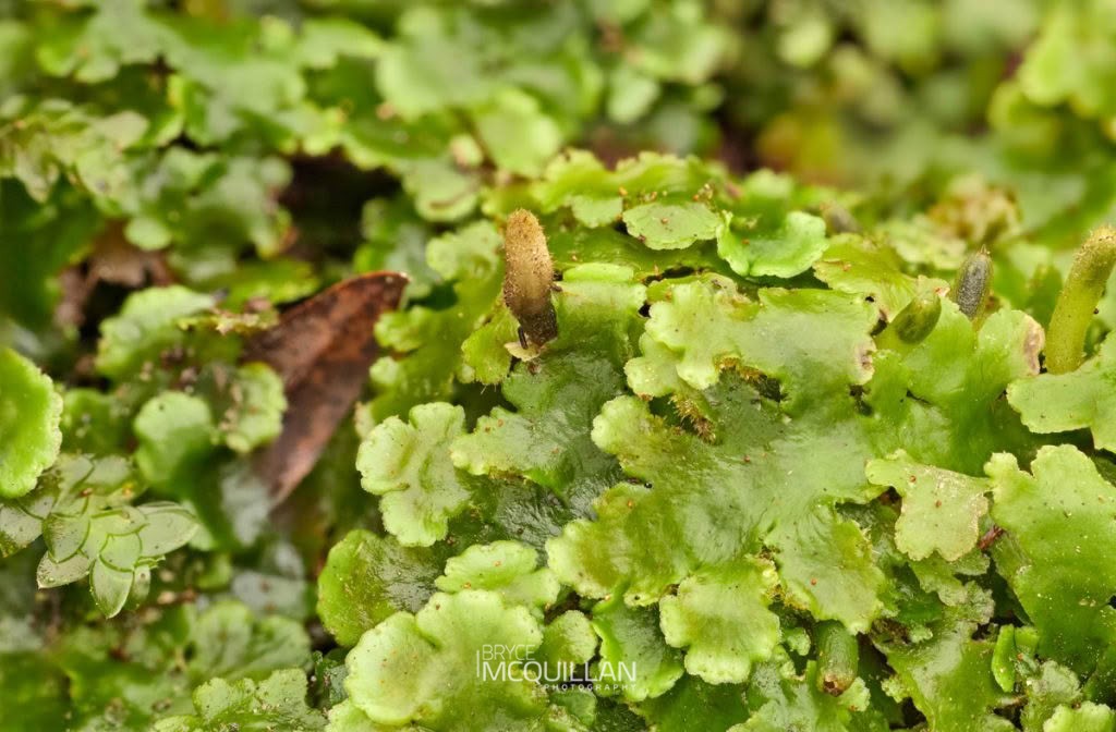 Lobatiriccardia alterniloba, photographed in New Zealand by Bryce McQuillan
