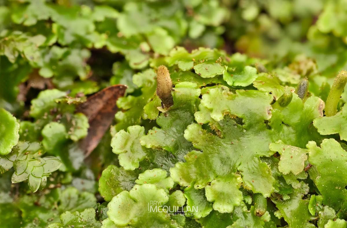 Lobatiriccardia alterniloba, photographed in New Zealand by Bryce McQuillan