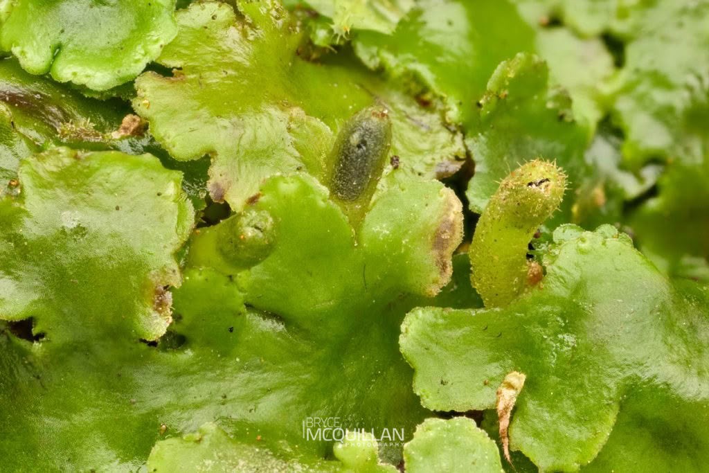 Lobatiriccardia alterniloba, photographed in New Zealand by Bryce McQuillan