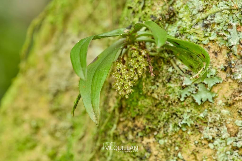 Fleshy Tree Orchid (Drymoanthus adversus), Orchidaceae, photographed in New Zealand by Bryce McQuillan