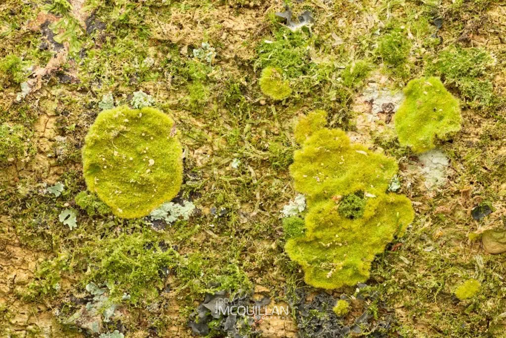 Pixie-hair Lichen (Coenogonium implexum), Trentepohliaceae, photographed in New Zealand by Bryce McQuillan