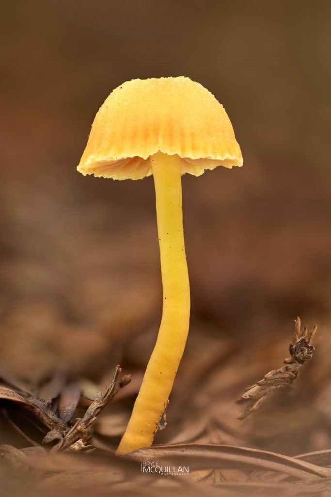 Waxcaps (Hygrocybe sp), Hygrophoraceae, photographed in New Zealand by Bryce McQuillan