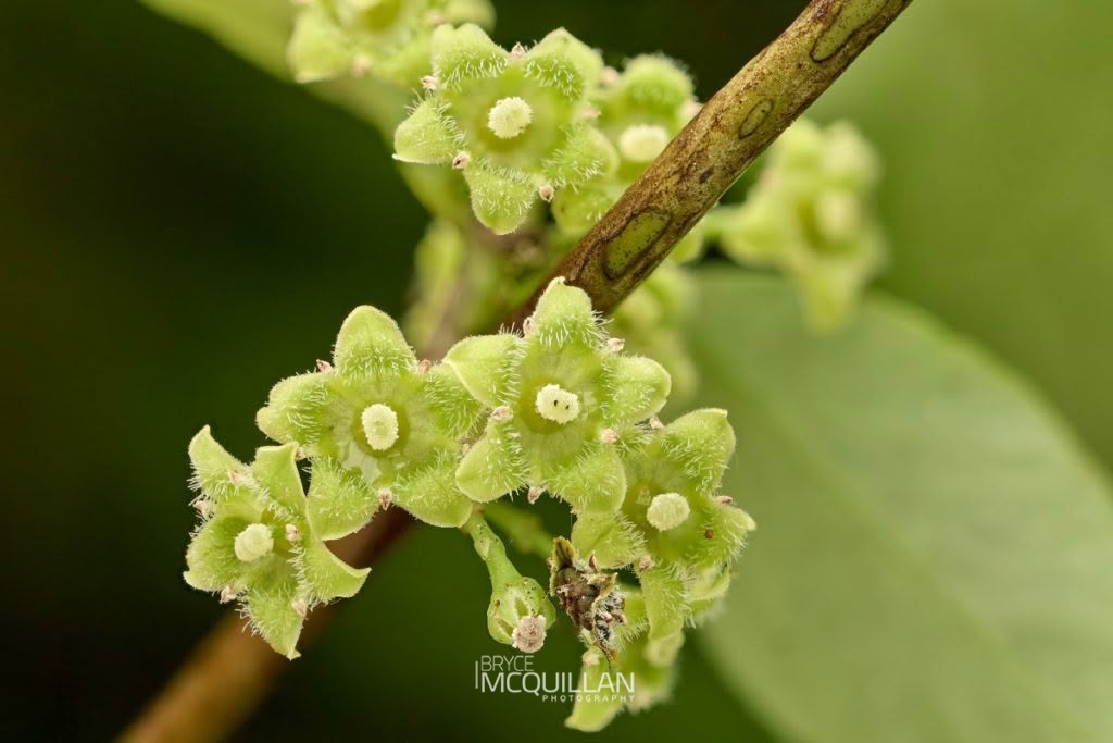 Hangehange (Dendromastigophora flagellifera), Loganiaceae, photographed in New Zealand by Bryce McQuillan