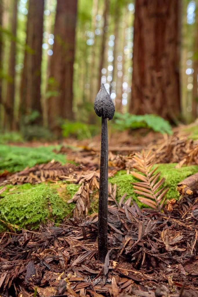 Hygrocybe astatogala, photographed in New Zealand by Bryce McQuillan