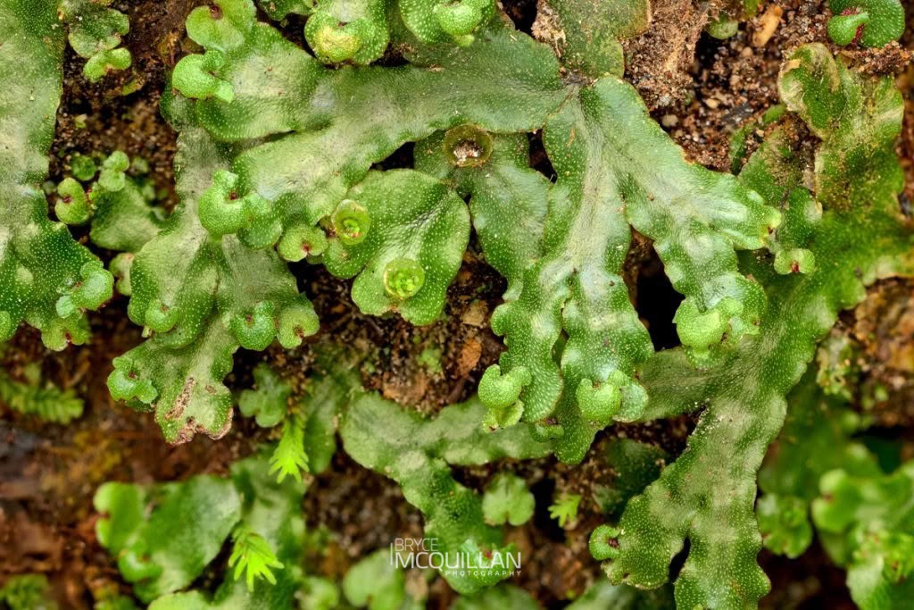 Marchantia foliacea, photographed in New Zealand by Bryce McQuillan