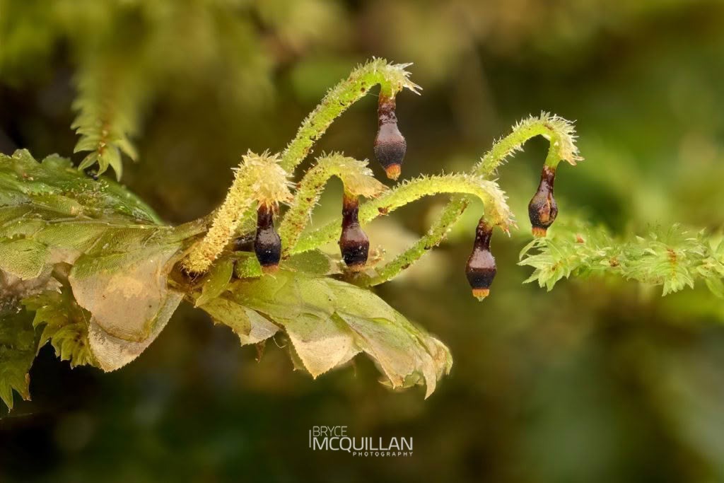 Calyptrochaeta cristata, photographed in New Zealand by Bryce McQuillan