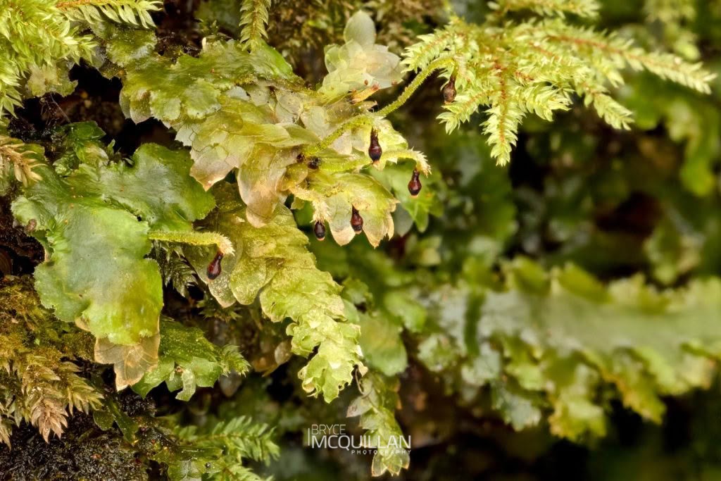Calyptrochaeta cristata, photographed in New Zealand by Bryce McQuillan