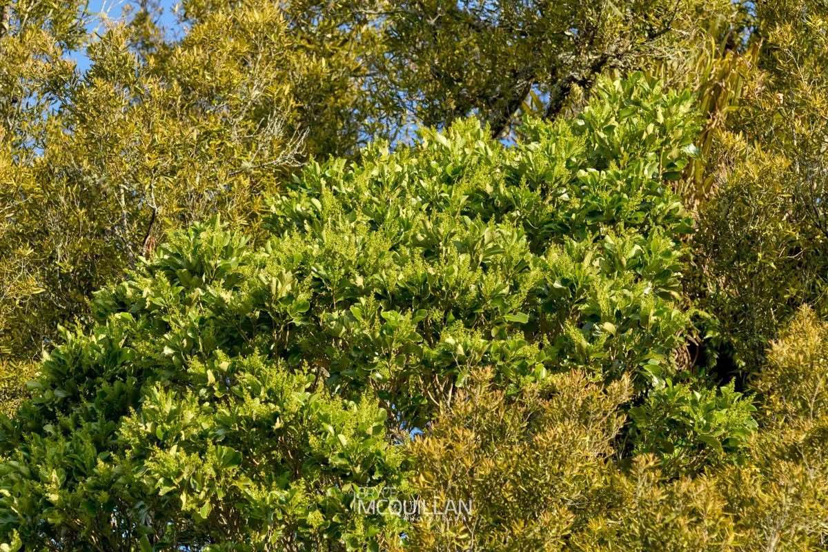 Puka (Griselinia lucida), Proteaceae, photographed in New Zealand by Bryce McQuillan