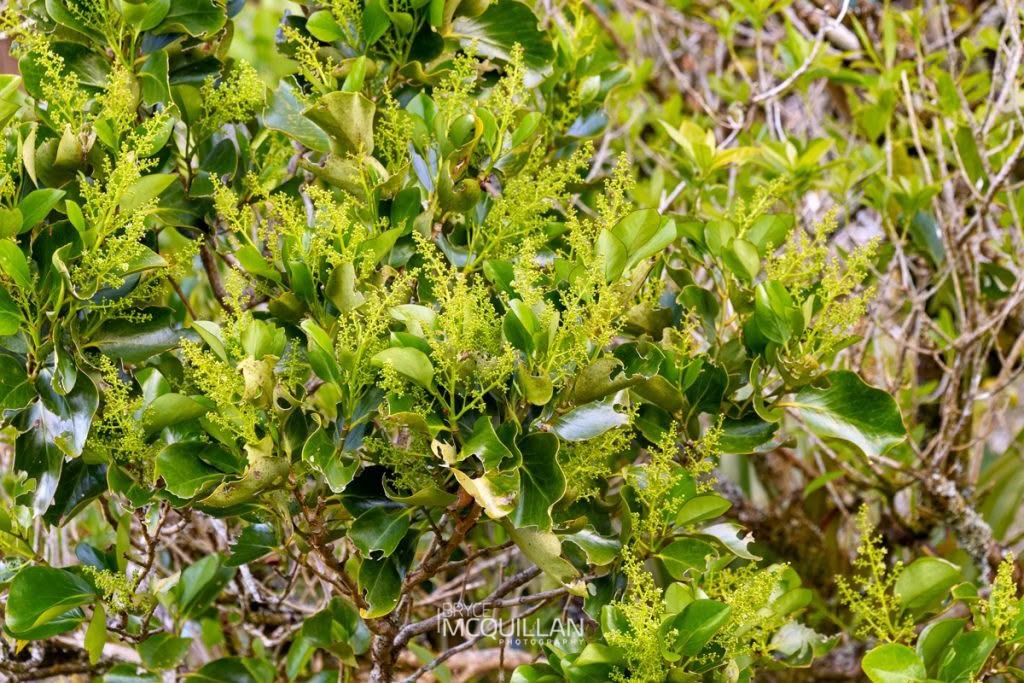 Puka (Griselinia lucida), Griseliniaceae, photographed in New Zealand by Bryce McQuillan