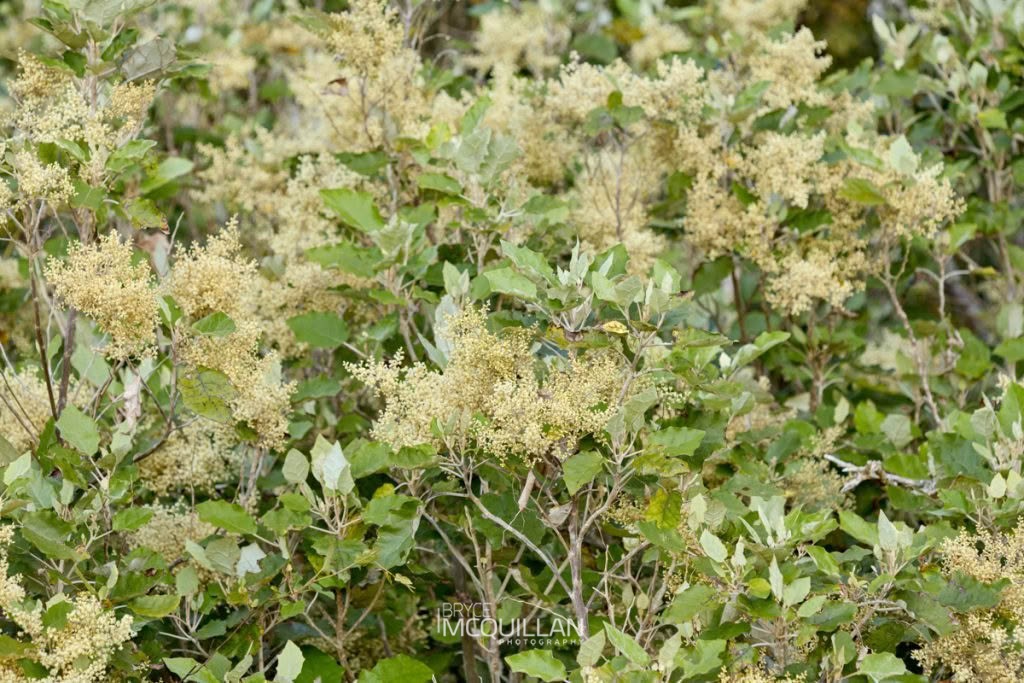 Rangiora (Brachyglottis repanda), Asteraceae, photographed in New Zealand by Bryce McQuillan