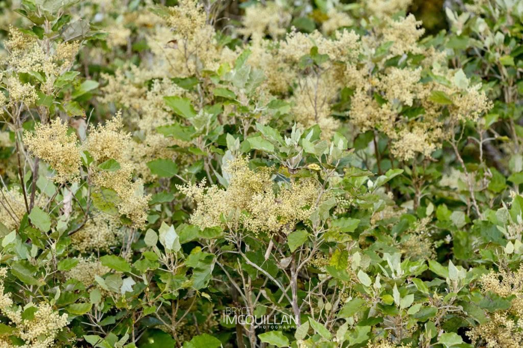 Rangiora (Brachyglottis repanda), Asteraceae, photographed in New Zealand by Bryce McQuillan