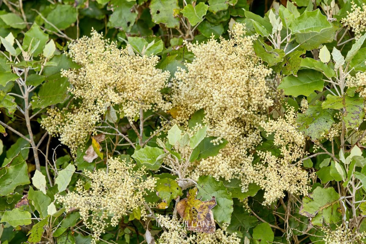 Rangiora (Brachyglottis repanda), Asteraceae, photographed in New Zealand by Bryce McQuillan