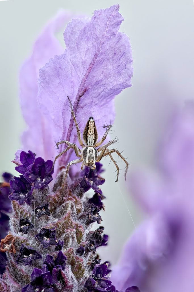 Graceful-legs Lynx (Oxyopes gracilipes), Oxyopidae, photographed in New Zealand by Bryce McQuillan